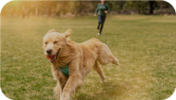 Happy Dog Supreme Medium Adult hondenvoer | Voordeel