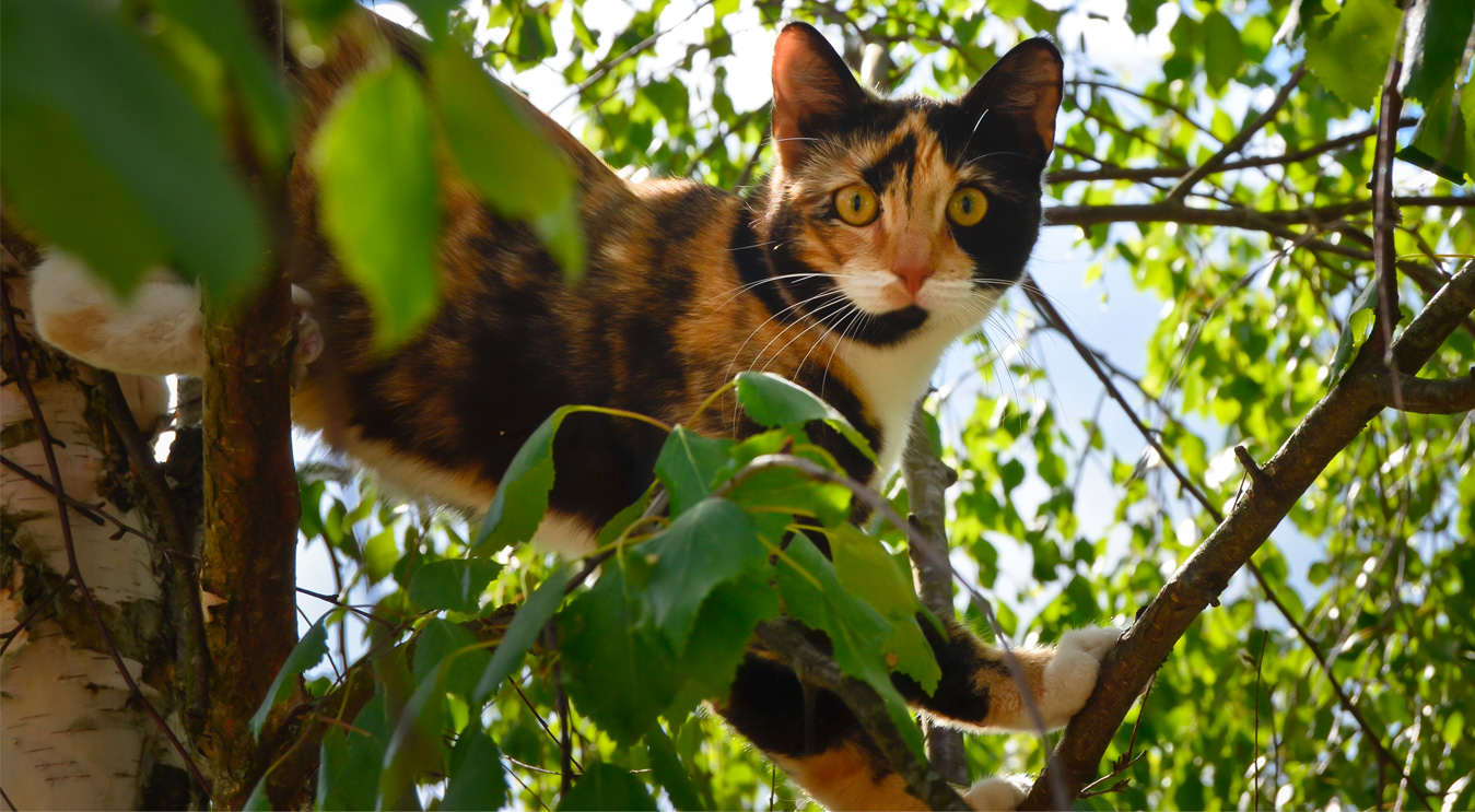 Pourquoi Le Chat S Enfuit Kippy Gps Tracker Pour Chiens Et Chats